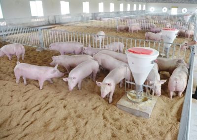 Effects of ammonia calibration gas on pig...